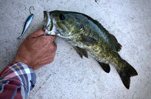 Charger l'image dans la galerie, Swimmy Scent 3,5 po et 4,25 po (avec attractant)