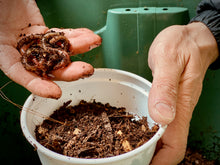 Charger l'image dans la galerie, Vers de terre européens - EN MAGASIN SEULEMENT