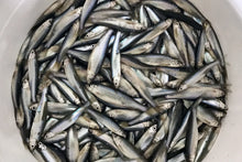 Charger l'image dans la galerie, Menés morts - EN MAGASIN SEULEMENT