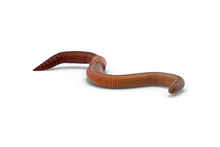 Load image into Gallery viewer, European Earthworms - IN STORE ONLY
