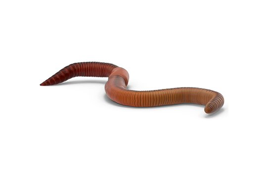 European Earthworms - IN STORE ONLY