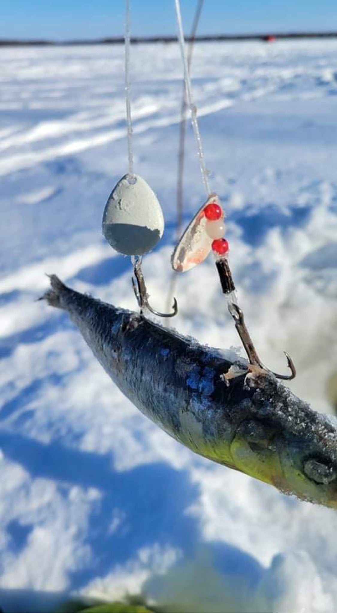 Muskie Rig